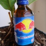 red-bull-krating-daeng red-bull-krating-daeng