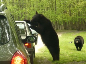 parc-de-thoiry-ours-voiture